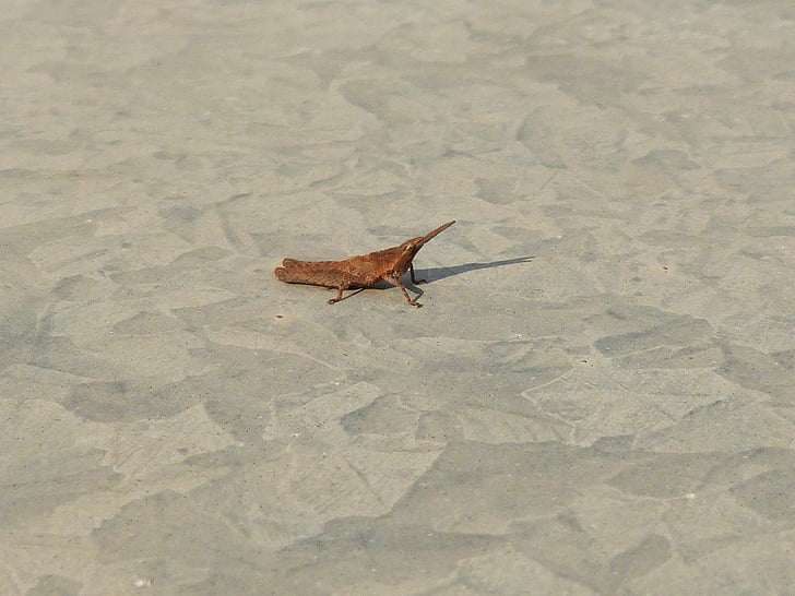 kobylka, malé, galvanizovaného, hmyz, Pardo, písek, Natur