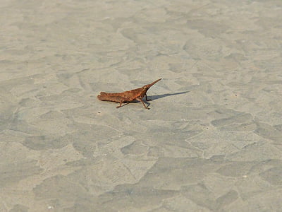 Heuschrecke, kleine, Galvanisiertes Eisen, Insekt, Pardo, Sand, Natur