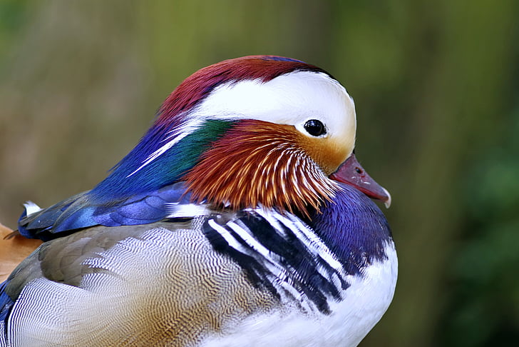Mandarin, vták, kačica, farebné, Švarný, hybridné, Vodné vták