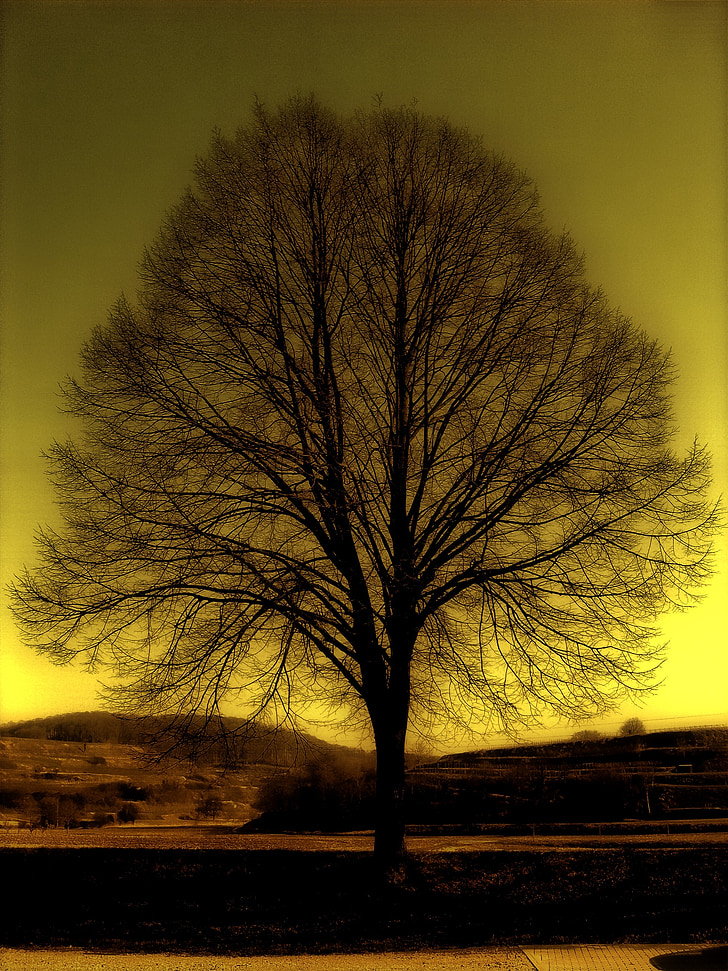 träd, Kahl, vinter, atmosfär, gul, ensam, landskap