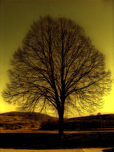 árvore, Kahl, Inverno, atmosfera, amarelo, solitária, paisagem