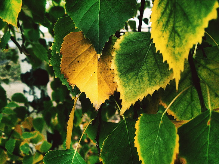 foglio giallo, betulla, autunno