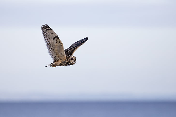 owl, short eared owl, bird, short-eared, ornithology, asio, flammeus