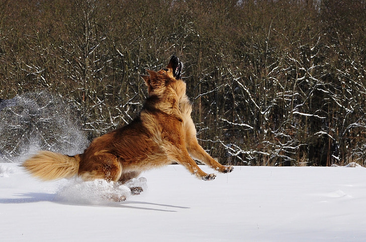 suns, spēlēt, lēkt, ziemas, sniega, dauzīšanās, jautri