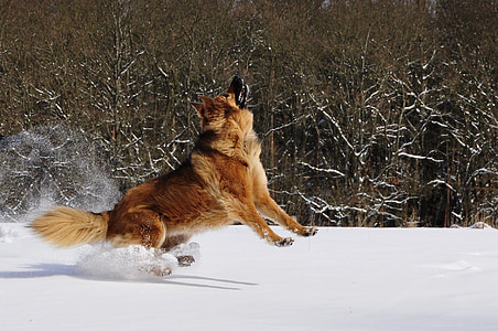 pes, igra, skok, pozimi, sneg, razposajenost, zabavno