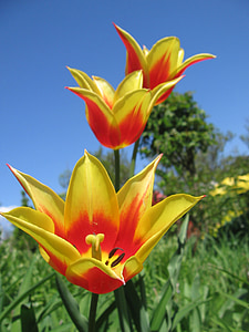 Tulipán, tulipány, různé, Toronto, květ