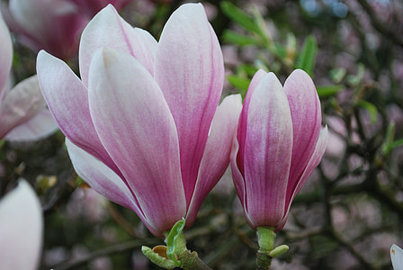 Magnolia, loodus, taimed, lilled, kevadel, Park, roheline