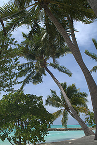palmy, Malediwy, Plaża, morze, palmy, drzewo, Natura