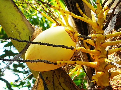 코코넛, 과일, 나무, 자연, 음식, 익은, 신선도