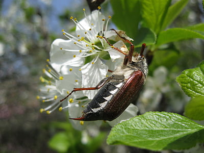 maikäfer, spring, beetle, apple blossom, insect, may, nature