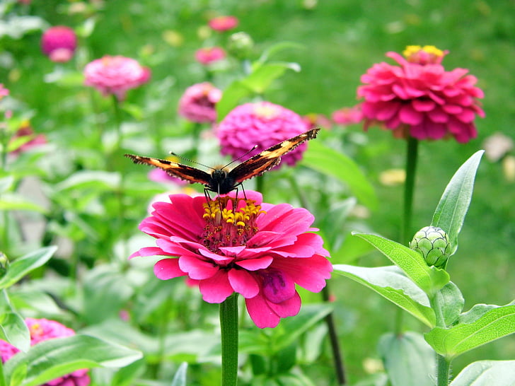 나비, 여름, 닫기, 정원