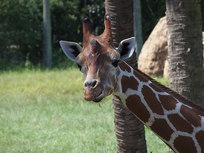 girafa, animale, gradina zoologica, faunei sălbatice, sălbatice, natura, drăguţ