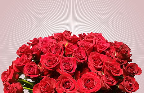 vrtnice, cvetje, cvet, cvet, Rose cveti, Rose družine, rdeče vrtnice