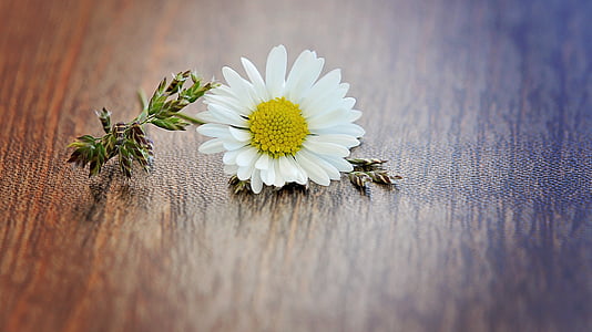 daisy, flower, blossom, bloom, pointed flower, blade of grass, wood