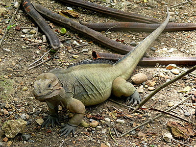 Iguana, životinja, egzotične, Dominikanski, Republike, zemlja, priroda