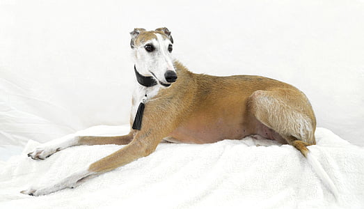 perro, podenko, Greyhound, pose, Retrato, Foto animal, Foto de perro