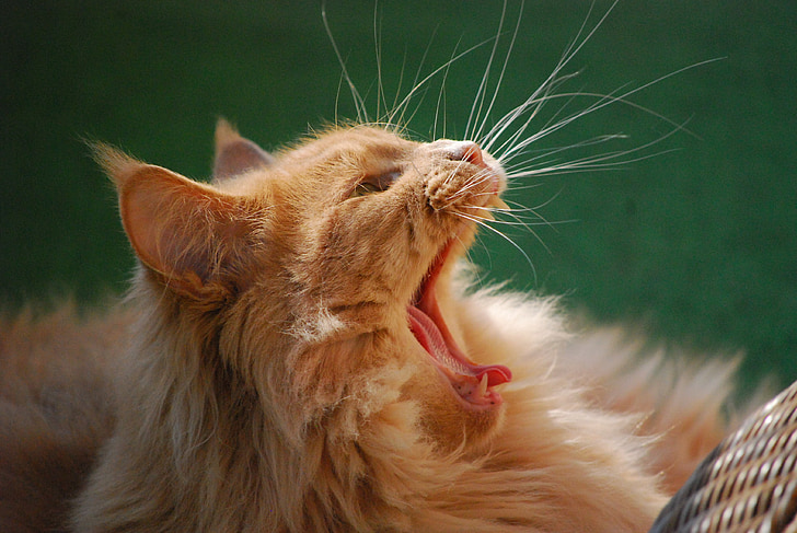 mainecoon, cat, animal, yawn