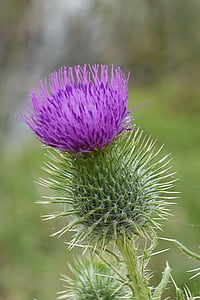 ciulin, macro, floare, Scotch, scoţian, buruienilor, violet