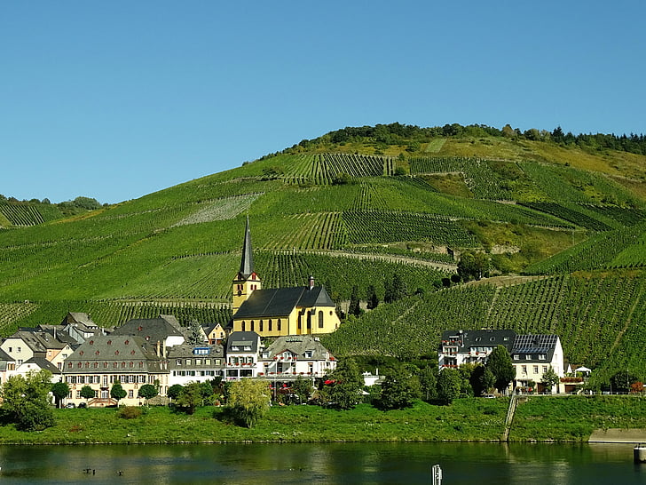 vingårdar, Mosel, vinodling, byn, Tyskland, truss, vingård
