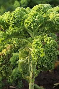 Kale, Kohl, verdures, verdures d'hivern, aliments, verd, fulles