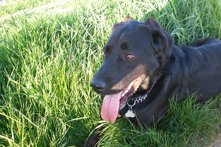 anjing, padang rumput, anjing di padang rumput, hewan peliharaan, rumput, hewan, di luar rumah