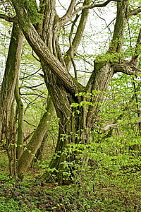 träd, individuellt, gamla, mystiska, naturen, grön