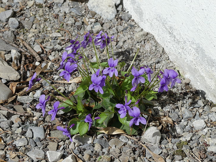 violet, flowers, bloom, live, grow, pebble