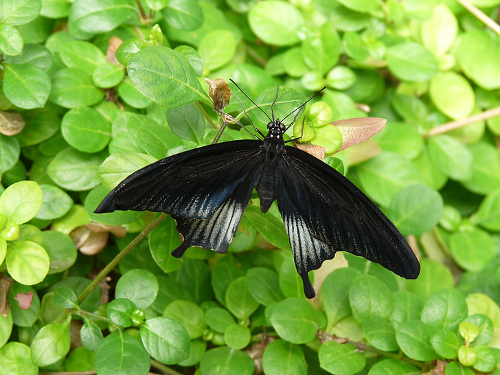 Schmetterling, Insekt, Flügel, die Welt der Tiere
