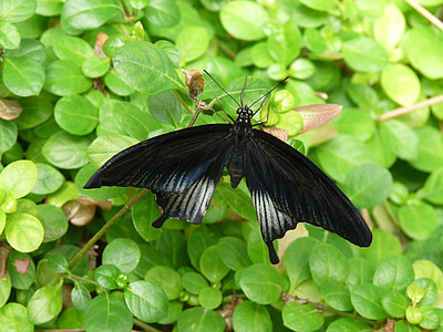 borboleta, inseto, asas, mundo animal
