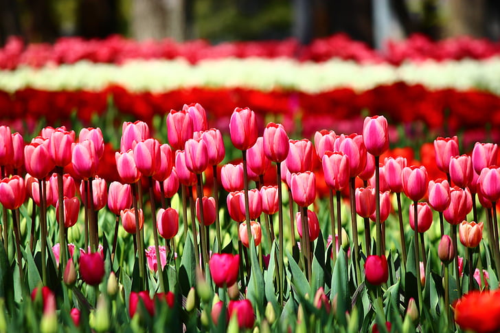 Красные тюльпаны, выстроил тюльпаны, тюльпаны, которые могут вызвать, Конья, Весна, цветок, Красота в природе