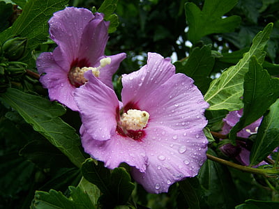 bush mallow, pale lilac flower, garden, summer