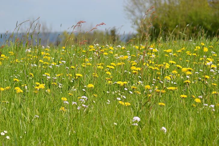 meadow, spring, spring meadow, dandelion, sun, nature, flower