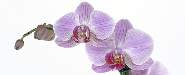 orchidėja, gėlė, žiedų, žydėti, pumpuras, atogrąžų, violetinė