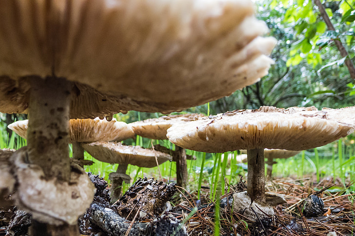 mushrooms, fungi, boletus, autumn, nature, macro, mushroom