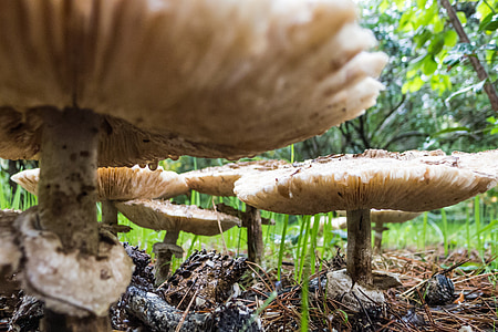 mushrooms, fungi, boletus, autumn, nature, macro, mushroom