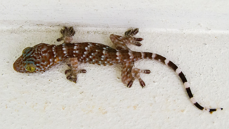 Gecko, tokhe, lisko