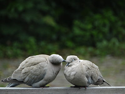wood pigeon, pigeons, nature, pigeon, green, love, animals