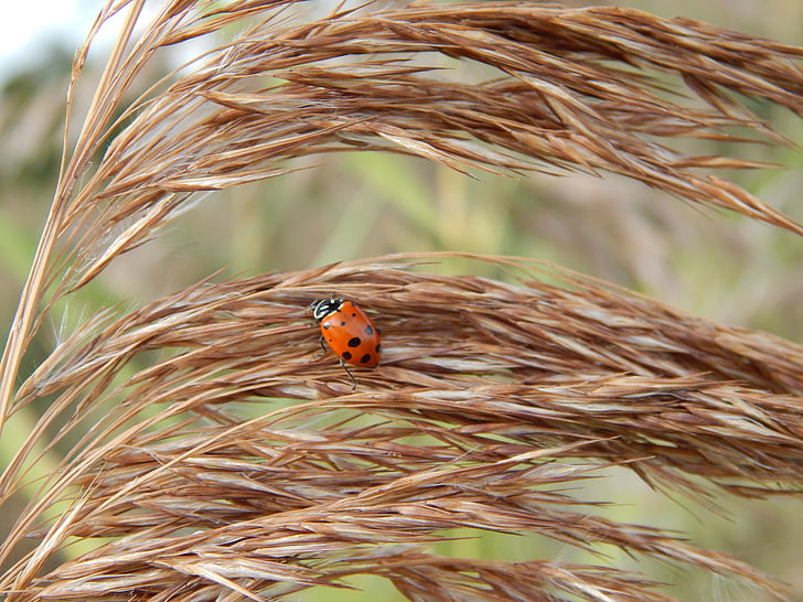 Lady bug, vehnä, ruskea, leppäkerttu, hyönteinen, ruoho, lehtien