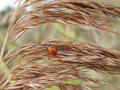 lady bug, wheat, brown, ladybug, insect, grass, foliage