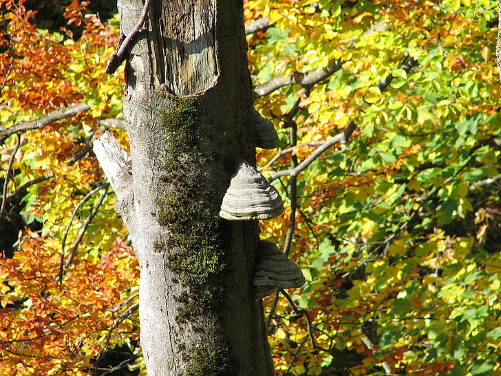 Outono, fungos, punk, natureza, floresta, cores de outono
