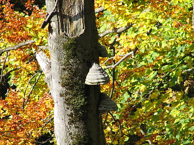 autunno, funghi, punk, natura, foresta, colori d'autunno