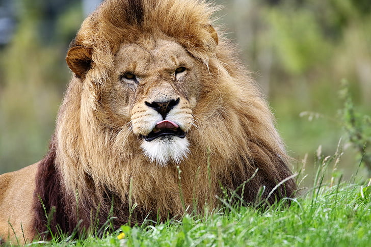 Lion, gros chat, gros, chat, faune, sauvage, carnivore
