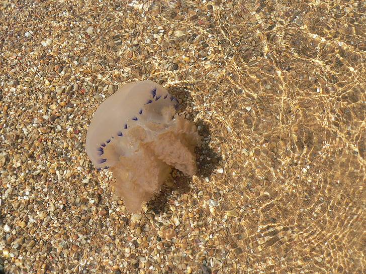 Медуза, жива вода, море, плаж, пясък, природата, лято