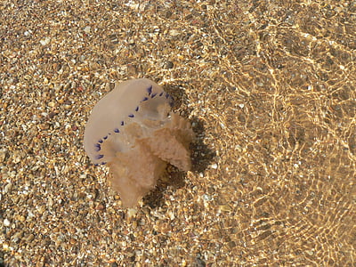 Медуза, Живая вода, мне?, пляж, песок, Природа, Лето