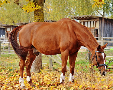 konj, živali, vožnja, Reiterhof, rjava, spenjanje, travnik