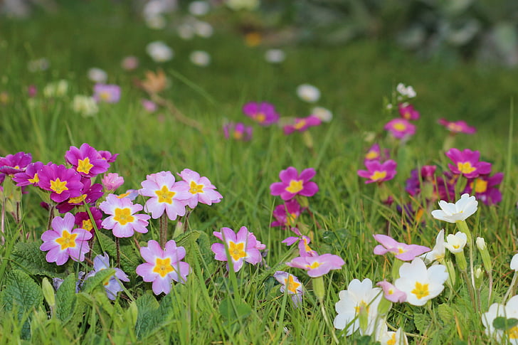 flores, primavera, Primrose, colores, naturaleza, jardín