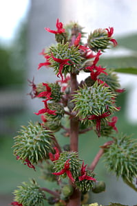 Ricinus communis, planta, ricí, Castor, fruita