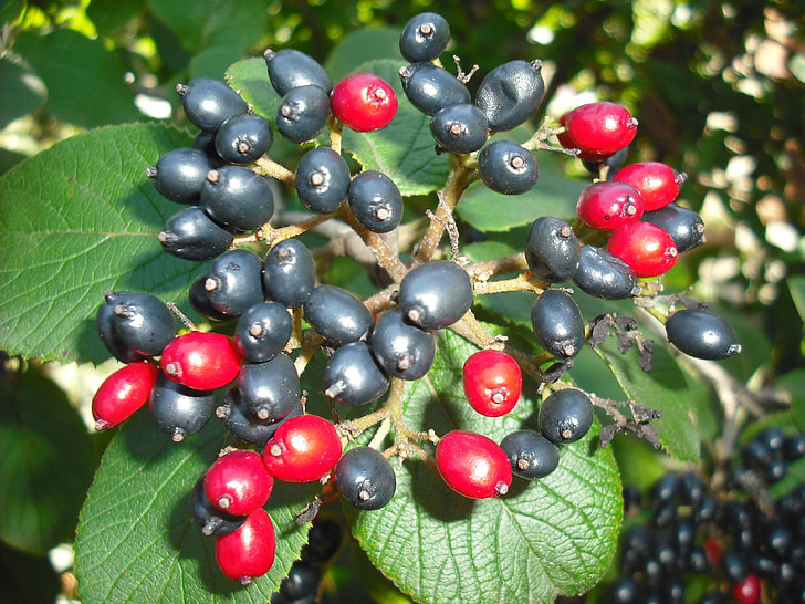 corm, Rowan, sort, bær, rød, plante