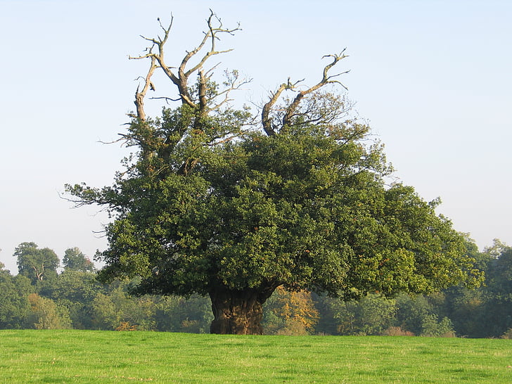 árbol de verano, Parque del Jubileo, Bromley