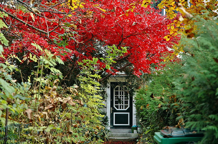 træ, efterår, døren, efterårets farver